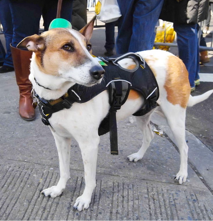 One ’n’ all came to St. Pat’s parade