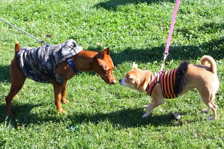 Socrates Dogs 52459