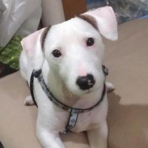 Puppy saved on Belt Parkway unites two strangers battling cancer 1