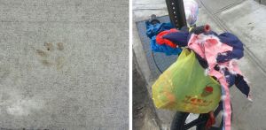 Woman mauled by dogs in Woodhaven 1