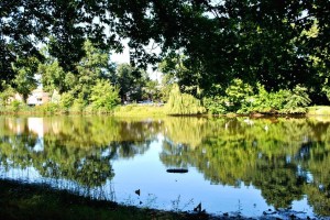Springfield Gardens Park to be revamped  2