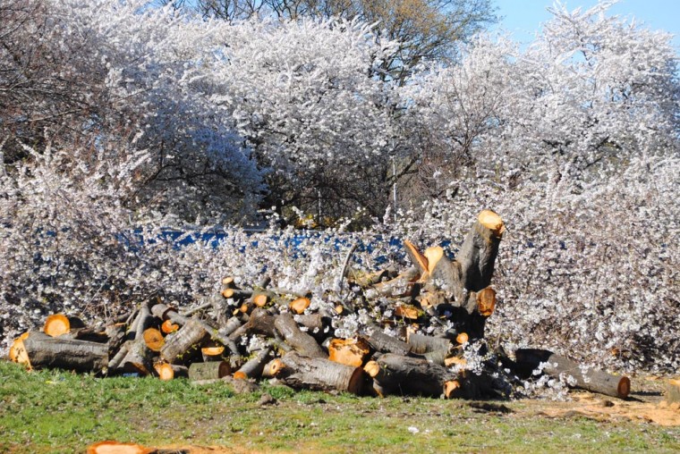 Boro Hall trees cut down in full bloom 1