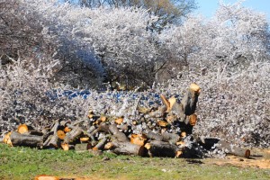 Boro Hall trees cut down in full bloom 1