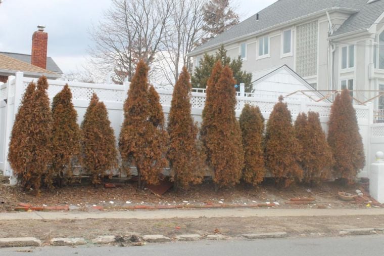 Hurricane Sandy may kill Howard Beach trees and shrubs 1