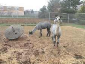 Alpacas, chickens and goats at Bowne 