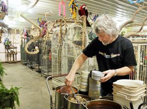 Parrot rescue looking for successor, volunteers for menagerie in rural Letts