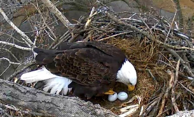 alcoa eaglecam due back soon economy qctimes com alcoa eaglecam due back soon economy qctimes com