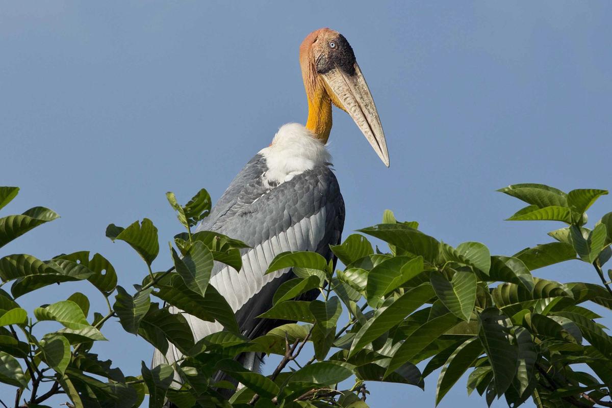 India Saving Storks