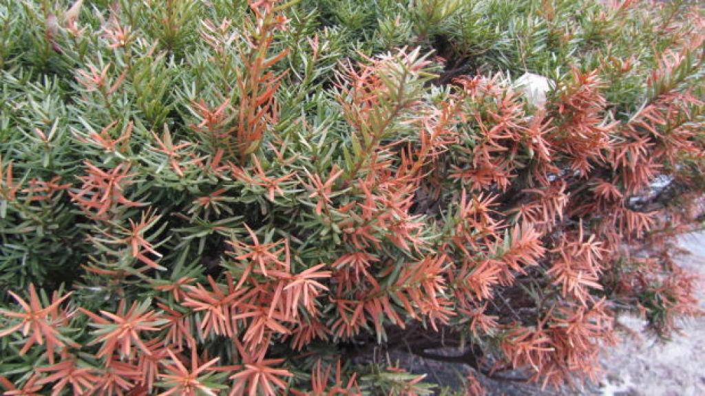 Give winter burned shrubs, trees time to grow out Home and Garden
