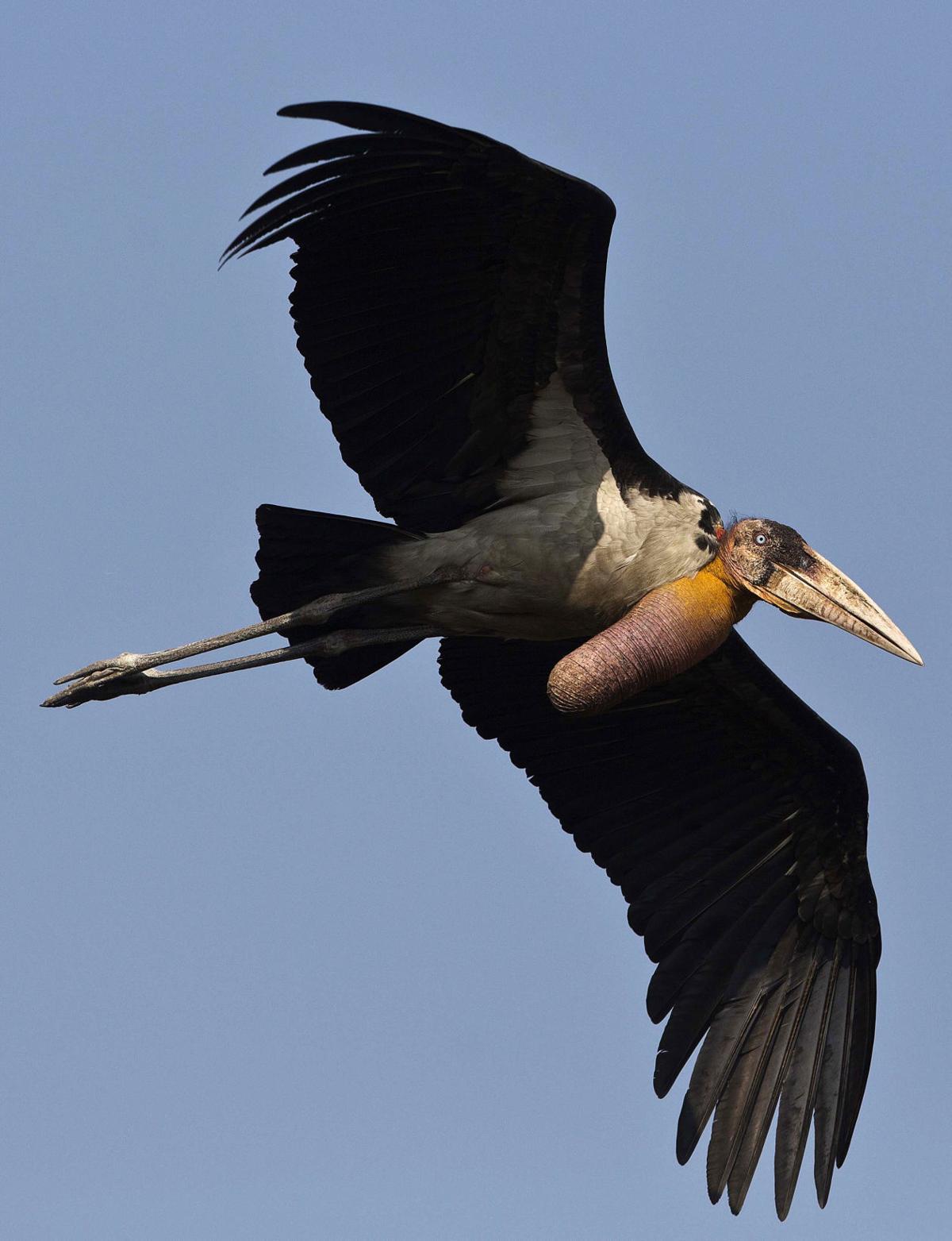 India Saving Storks