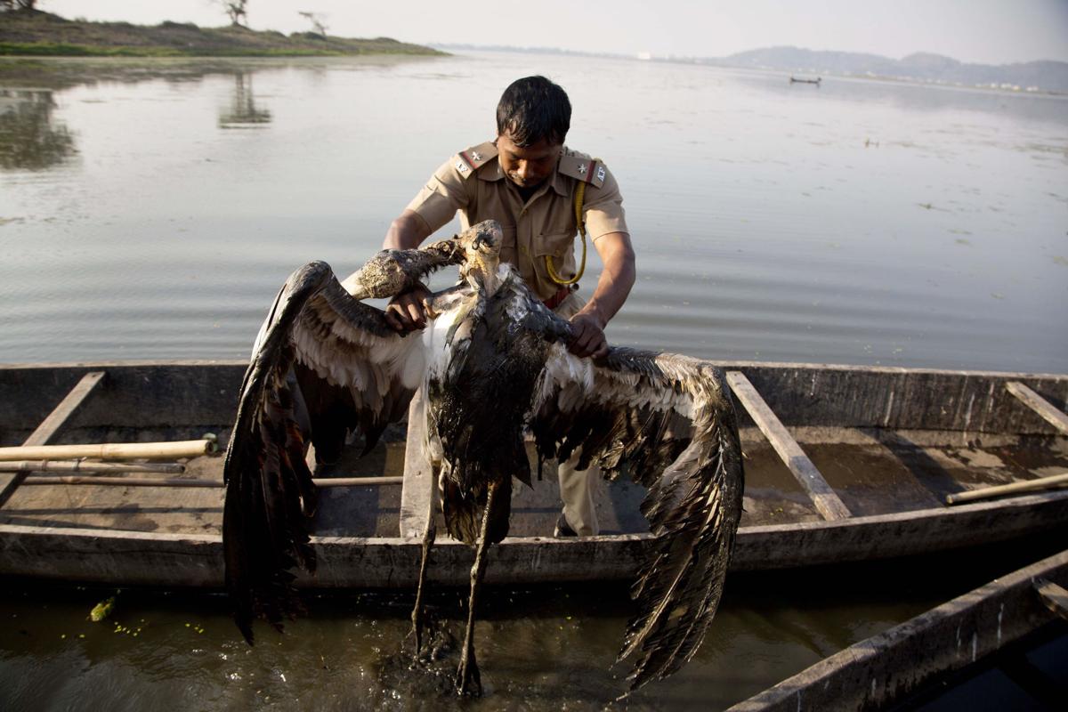 India Saving Storks