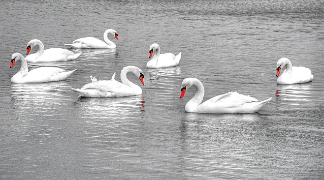 seven-swans-a-swimming-qctimes