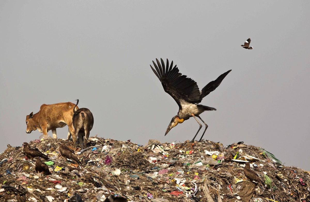 India Saving Storks