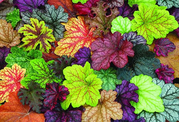 Heucheras bring burst of color to shady areas Home and Garden