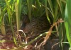 We’ve got a duck’s nest in our flower bed