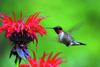 Hummingbird Friendly Gardens Made Easy