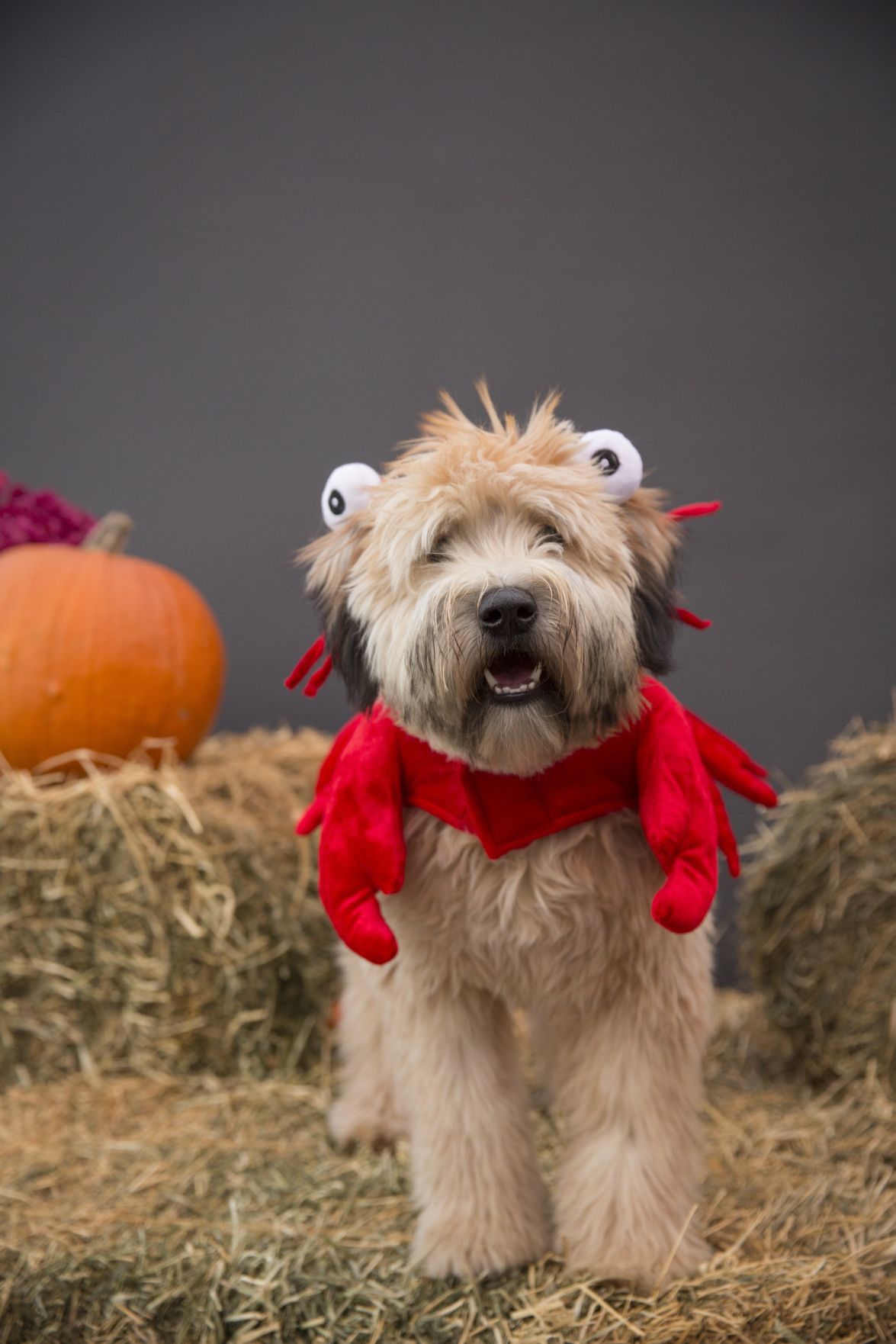 Dogs dress up as pirates, police officers, vampires for Halloween Fun