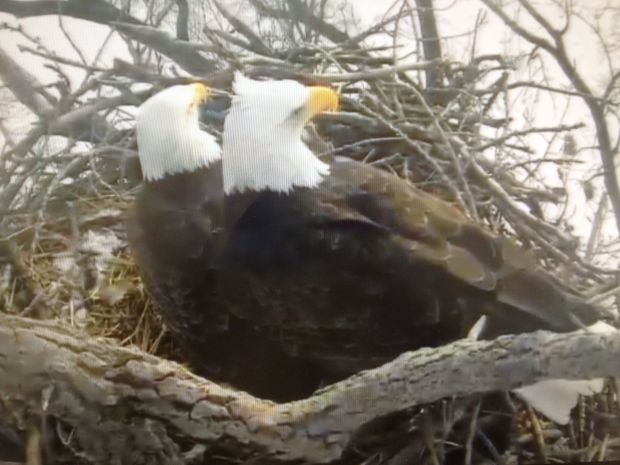 alcoa eagles wait for stork to arrive business alcoa eagles wait for stork to arrive business