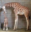 Baby Giraffe