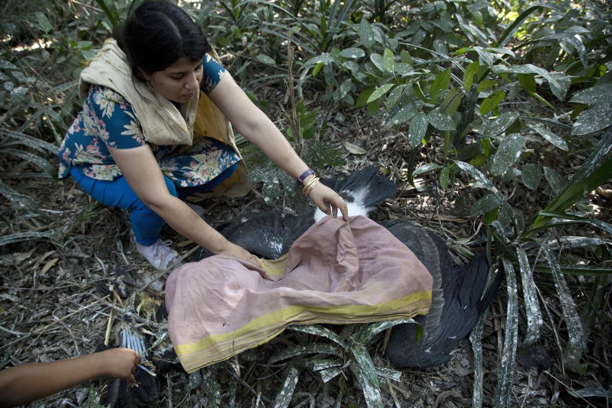 India Saving Storks
