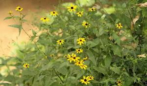 Group pushes for more native plants in area road ditches