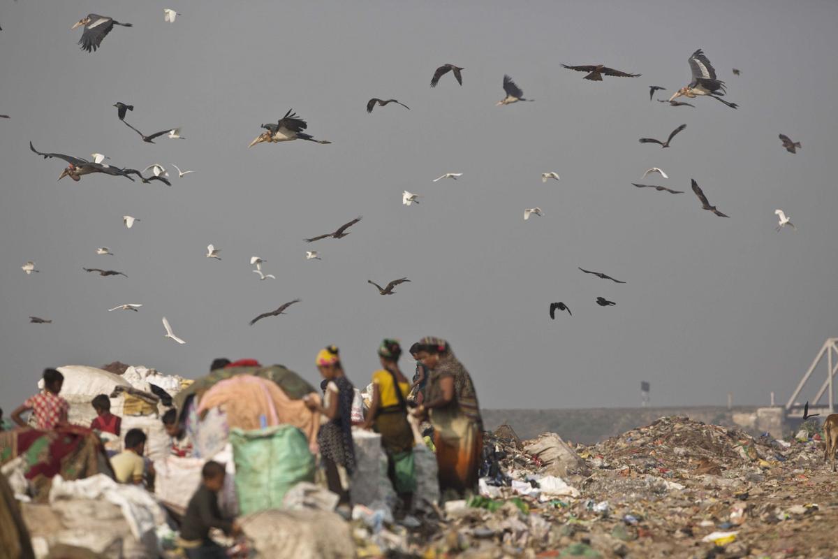 India Saving Storks