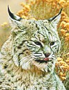 bobcat