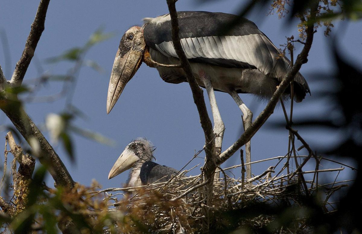 India Saving Storks