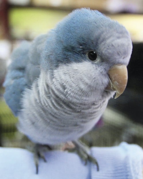 Stolen parrot returned to Teske’s | Barb Ickes | qctimes.com