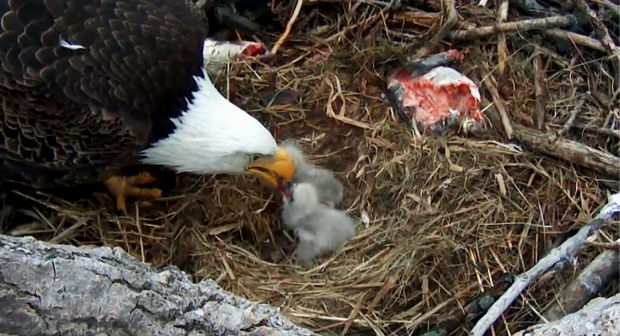 alcoa s eagles welcome a second eaglet alcoa s eagles welcome a second eaglet