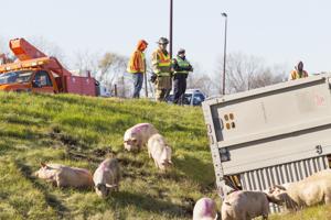 Tractor-trailer roll-over creates porcine pickle for Q-C authorities