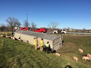 Semi rollover sends pigs running loose on I-74/280 in Illinois Q-C