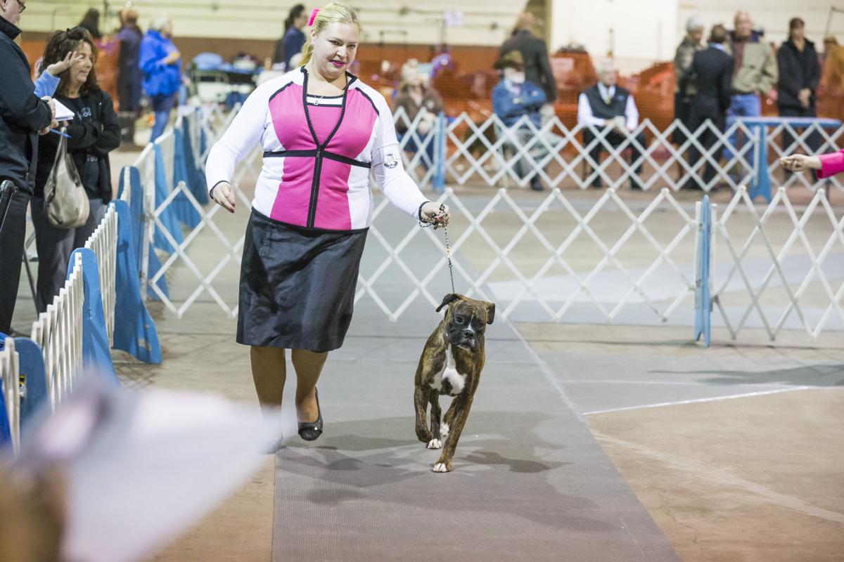 Scott County Kennel Club Akc Dog Show Scott County Kennel Club Akc Dog Show