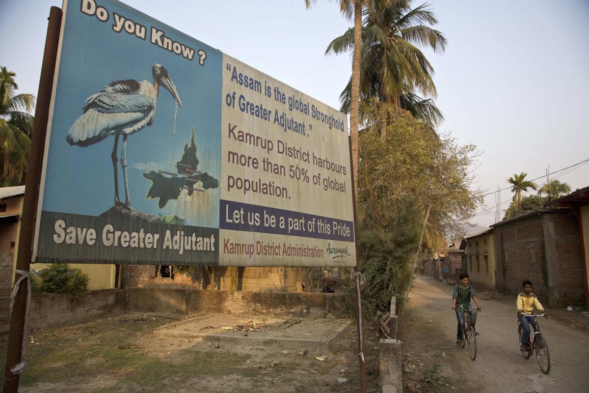 India Saving Storks