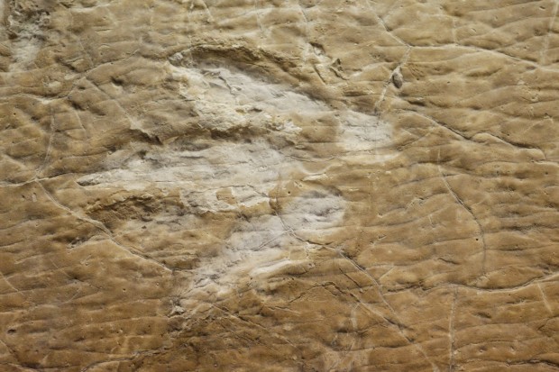 dinosaur footprint fossil