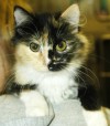 Pets of the week