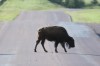 See animals up close on Custer State Park's Wildlife Loop