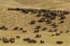 Lawmakers stampede to make buffalo the state mascot