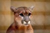 Mountain lion found in Oklahoma may have South Dakota roots
