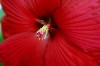 083010.Flower.jpg