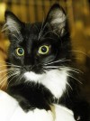 Pets of the week
