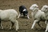 59 dogs competing in sheepdog trial