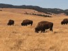  ‘Buffalo Bill’ passes in state Senate