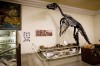 Dinosaurs a hit with kids at geology museum
