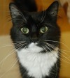 Pets of the Week