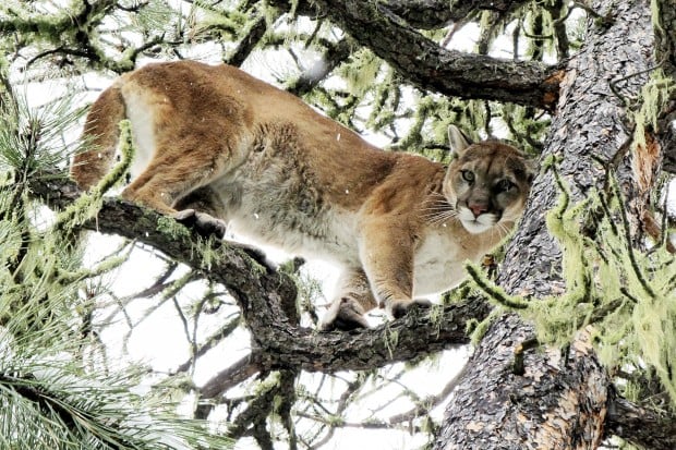 GF&P Commission approves 100 lion limit News