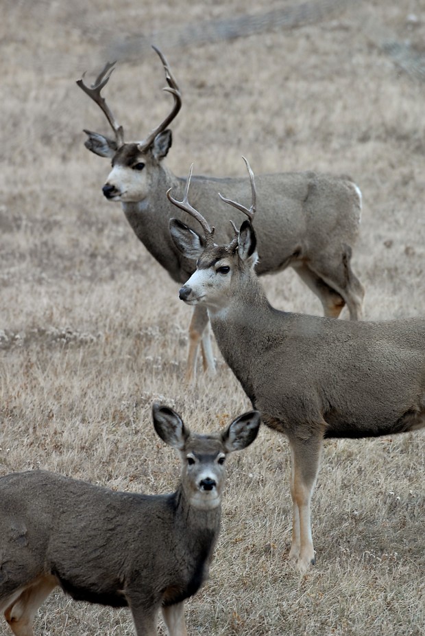 Five steps to landing a South Dakota deer hunting permit The Great