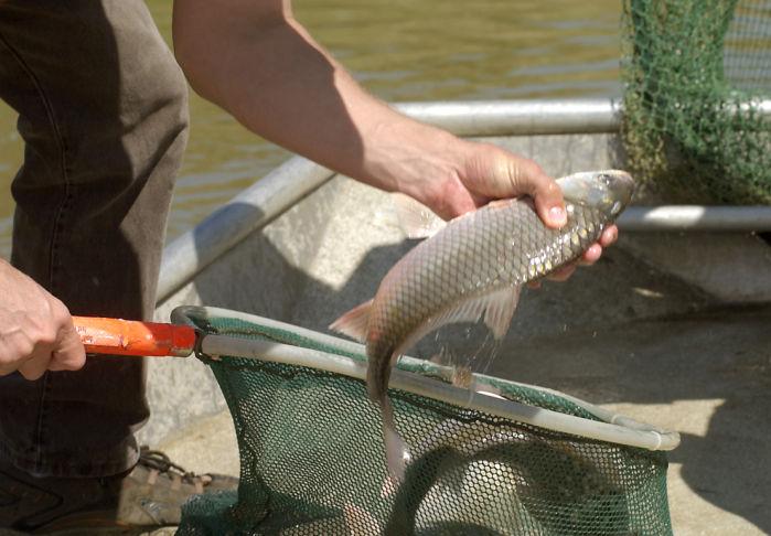 Top 5 invasive fish species to be wary of in South Dakota