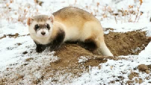Photographing the Black Footed Ferret