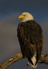 The Black Hills’ show-off